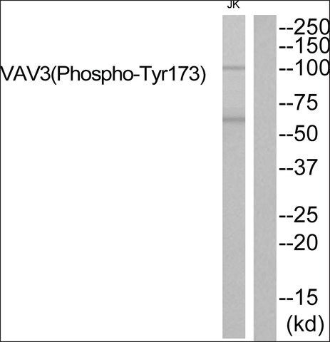 Anti-phospho-VAV3 (pTyr<sup>173</sup>) antibody produced in rabbit