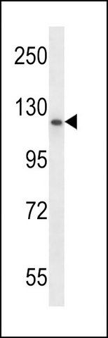 ANTI-PMS1 (C-TERM) antibody produced in rabbit