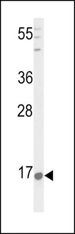 ANTI-PNOC (CENTER) antibody produced in rabbit