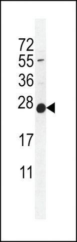 ANTI-POLR2J(C-TERMINAL) antibody produced in rabbit