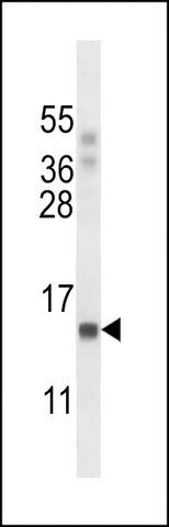 ANTI-POLR2J(C-TERMINAL) antibody produced in rabbit