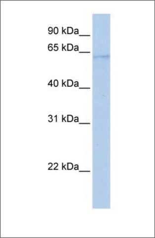 Anti-POLL antibody produced in rabbit
