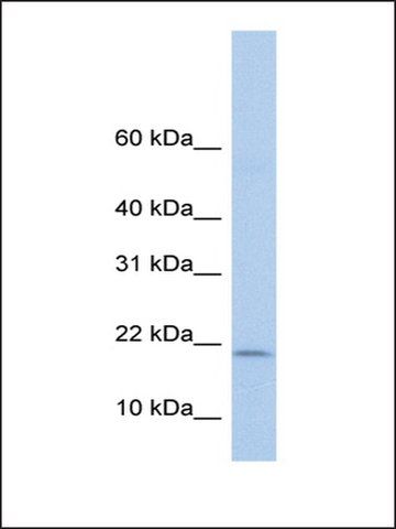 Anti-POLR1D antibody produced in rabbit