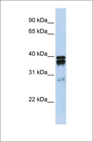 Anti-NUDT18 (ab1) antibody produced in rabbit