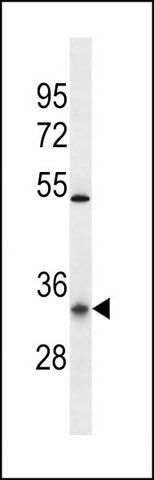 ANTI-OR10G9 (C-TERM) antibody produced in rabbit