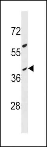 ANTI-OR10G8(C-TERMINAL) antibody produced in rabbit