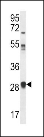 ANTI-OR11L1 (C-TERM) antibody produced in rabbit