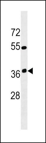 ANTI-OR12D3(C-TERMINAL) antibody produced in rabbit