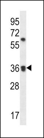 ANTI-OR52E2 (C-TERM) antibody produced in rabbit