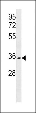ANTI-OR51B6 (C-TERM) antibody produced in rabbit