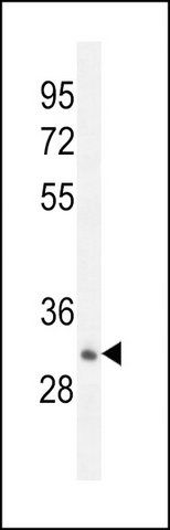 ANTI-OR52A1 (C-TERM) antibody produced in rabbit