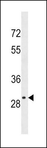 ANTI-OR4S2 (C-TERM) antibody produced in rabbit