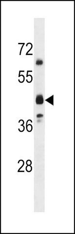ANTI-OR5M8(C-TERMINAL) antibody produced in rabbit