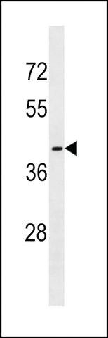 ANTI-OR56B1(N-TERMINAL) antibody produced in rabbit