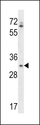 ANTI-OR4Q3 (C-TERM) antibody produced in rabbit