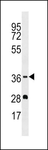 ANTI-OR5M1(C-TERMINAL) antibody produced in rabbit