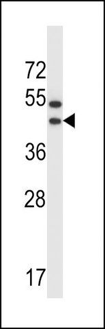 ANTI-OR56A1 (C-TERM) antibody produced in rabbit