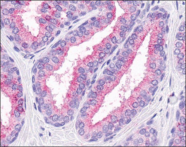 Anti-OR51E1 antibody produced in rabbit