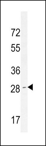 ANTI-OR52D1 (C-TERM) antibody produced in rabbit
