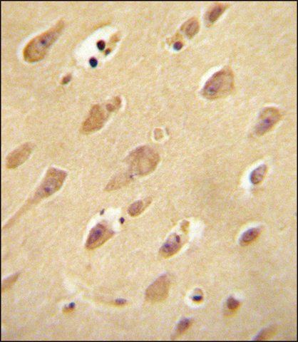 ANTI-OR5L2 (N-TERM) antibody produced in rabbit