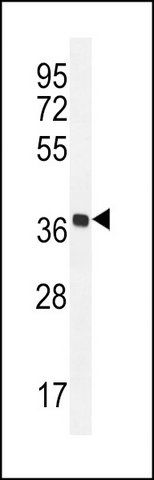 ANTI-OR5AS1 (C-TERM) antibody produced in rabbit