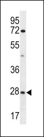 ANTI-OR6T1 (C-TERM) antibody produced in rabbit