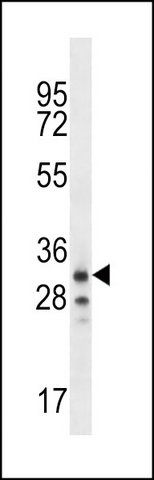 ANTI-OR6K2 (C-TERM) antibody produced in rabbit