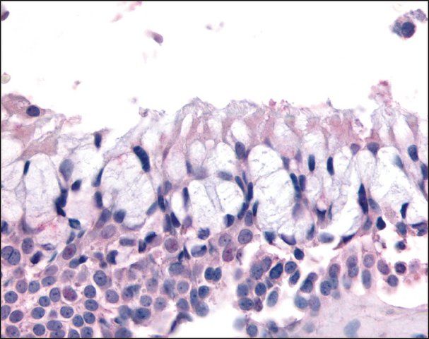 Anti-OR6K3 antibody produced in rabbit