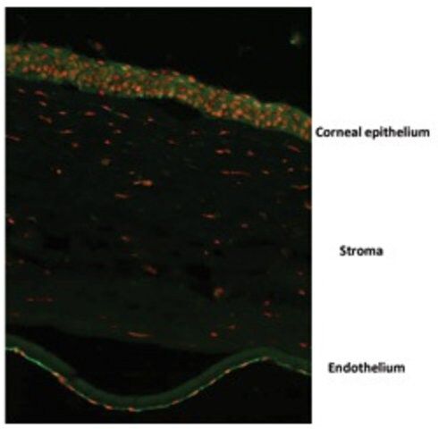 Anti-OVOL2 (ab2) antibody produced in rabbit