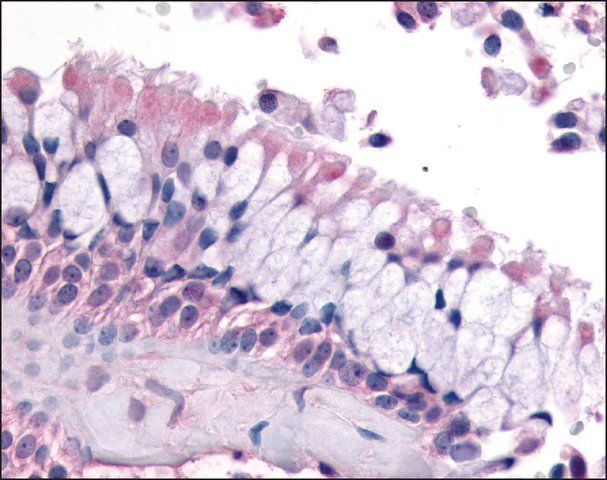 Anti-OR6K3 antibody produced in rabbit