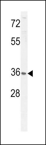 ANTI-P5F1B (C-TERM) antibody produced in rabbit