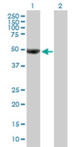 Anti-OTUD7B antibody produced in mouse