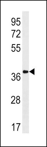 ANTI-OXGR1(C-TERMINAL) antibody produced in rabbit