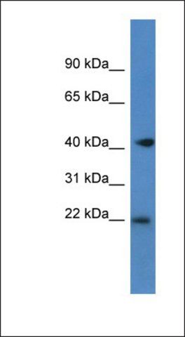 Anti-PA2G4 antibody produced in rabbit