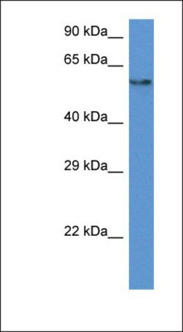 Anti-PAF1 antibody produced in rabbit