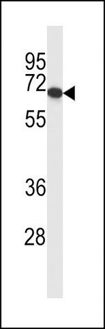 ANTI-PDILT (CENTER) antibody produced in rabbit
