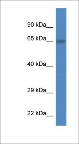 Anti-PEX2 antibody produced in rabbit