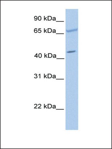 Anti-PDE1A antibody produced in rabbit