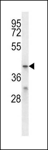 ANTI-MFSD2B (C-TERM) antibody produced in rabbit