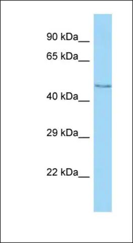 Anti-MFSD11 antibody produced in rabbit