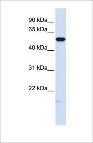 Anti-MFRP antibody produced in rabbit