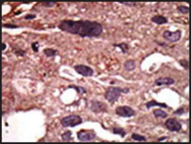 Anti-MGAT1 (C-term) antibody produced in rabbit