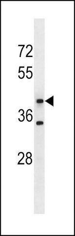 ANTI-MFSD5 (C-TERM) antibody produced in rabbit