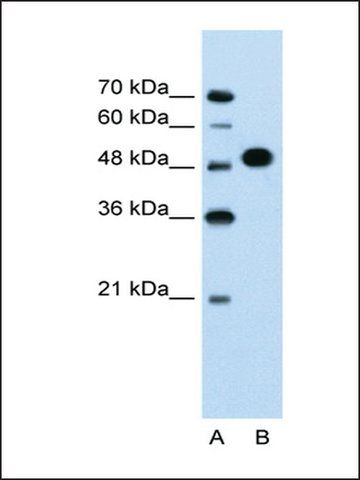 Anti-MKRN1 (AB1) antibody produced in rabbit