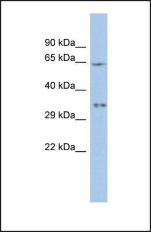 Anti-MIF4GD, (N-terminal) antibody produced in rabbit