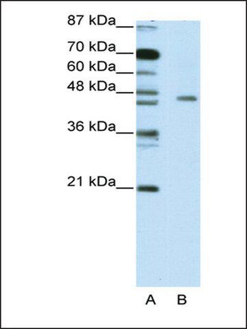 Anti-MINA (AB2) antibody produced in rabbit