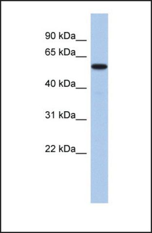 Anti-MINA, (N-terminal) antibody produced in rabbit