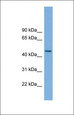 Anti-MIPOL1 antibody produced in rabbit
