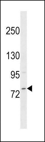 ANTI-MICALCL (N-TERM) antibody produced in rabbit