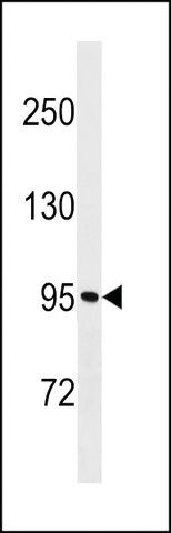 ANTI-MKLN1 (CENTER) antibody produced in rabbit